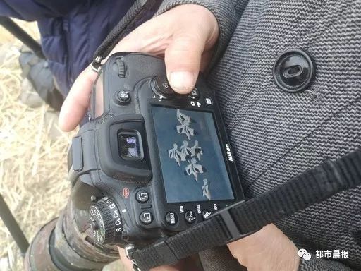 云龙湖候鸟,候鸟南迁与云龙湖美丽邂逅