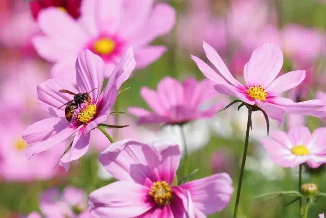 广州现在赏花哪里最好,广州各区赏花全指南