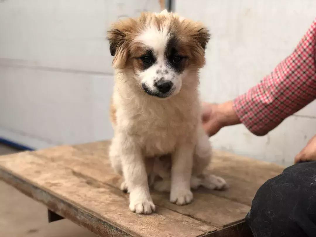 给它们一个家|线上宠物领养日,201903101