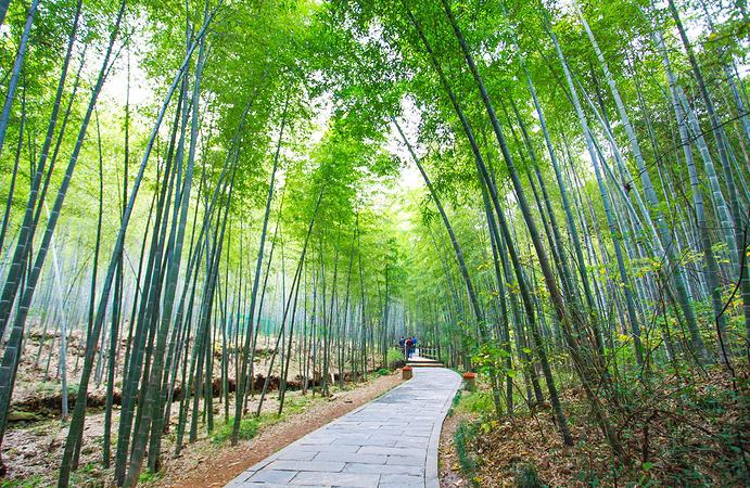 南山竹海都有什么特色,南山竹海风景简介