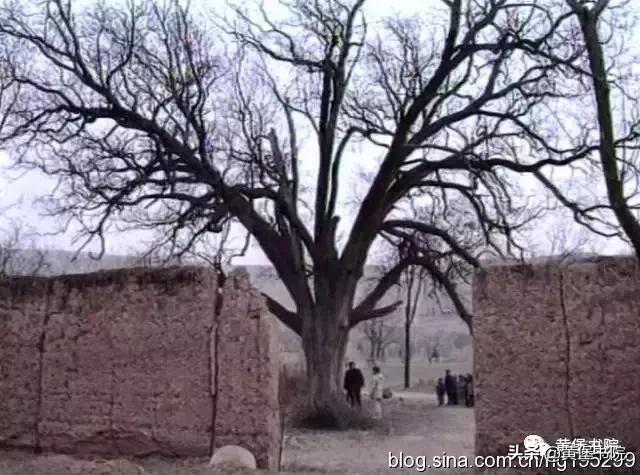 八河老槐树,柴库老槐树