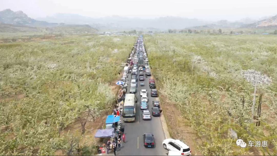 又到梨花盛开时美不胜收,又到梨花纷飞的季节