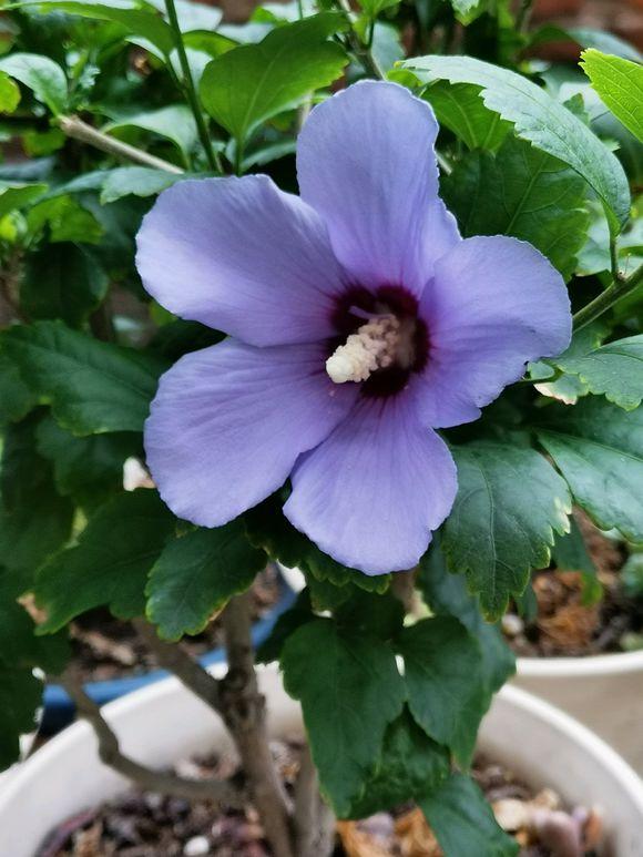 丹麦木槿怎么才能枝繁叶茂,木槿叶子枯萎了怎么治