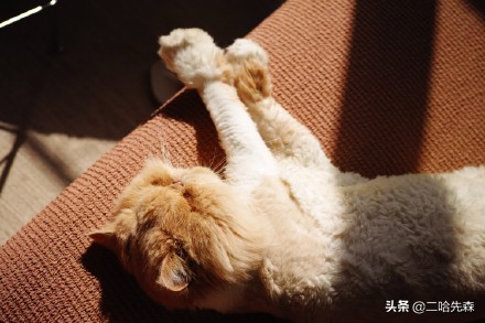 哪个猫粮是性价比之王,谁是性价比之王