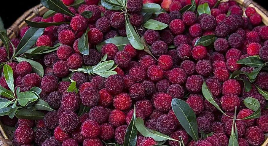 杨梅果酒怎么开酒,杨梅酒怎么做果酒