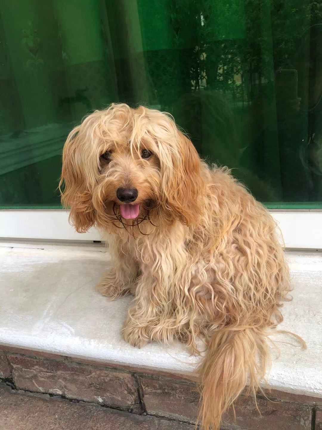 泰迪检测正常是什么样子的,泰迪体检报告