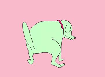 为啥猫猫拉完粑粑之后会疯跑,猫猫每次拉完屎就疯跑