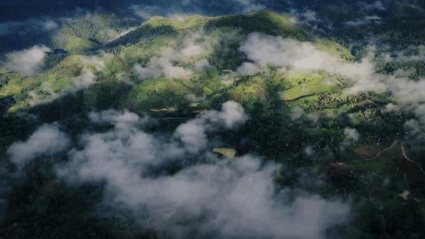 景迈普洱茶性价比,景迈纯古木流芳