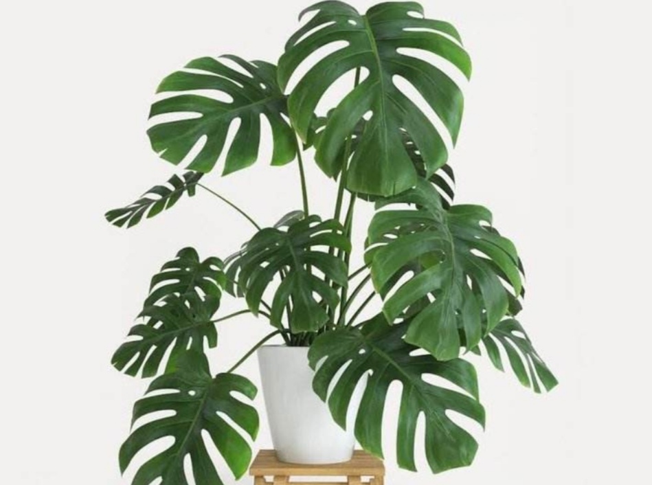 室内适合养的18种植物图片,室内客厅适合养的18种植物