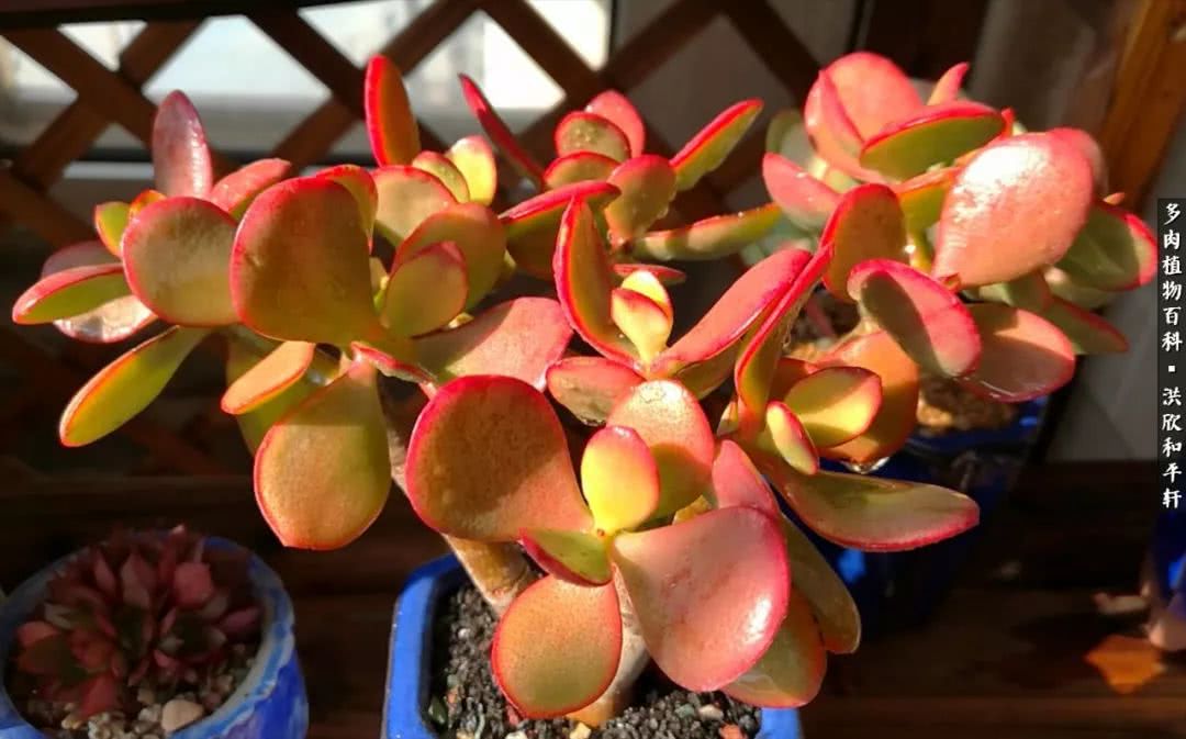 多肉的四季轮回,四季轮回多肉