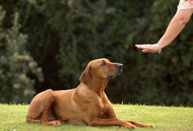遇到凶猛的大狗如何应付,对付凶猛的狗最好的方法