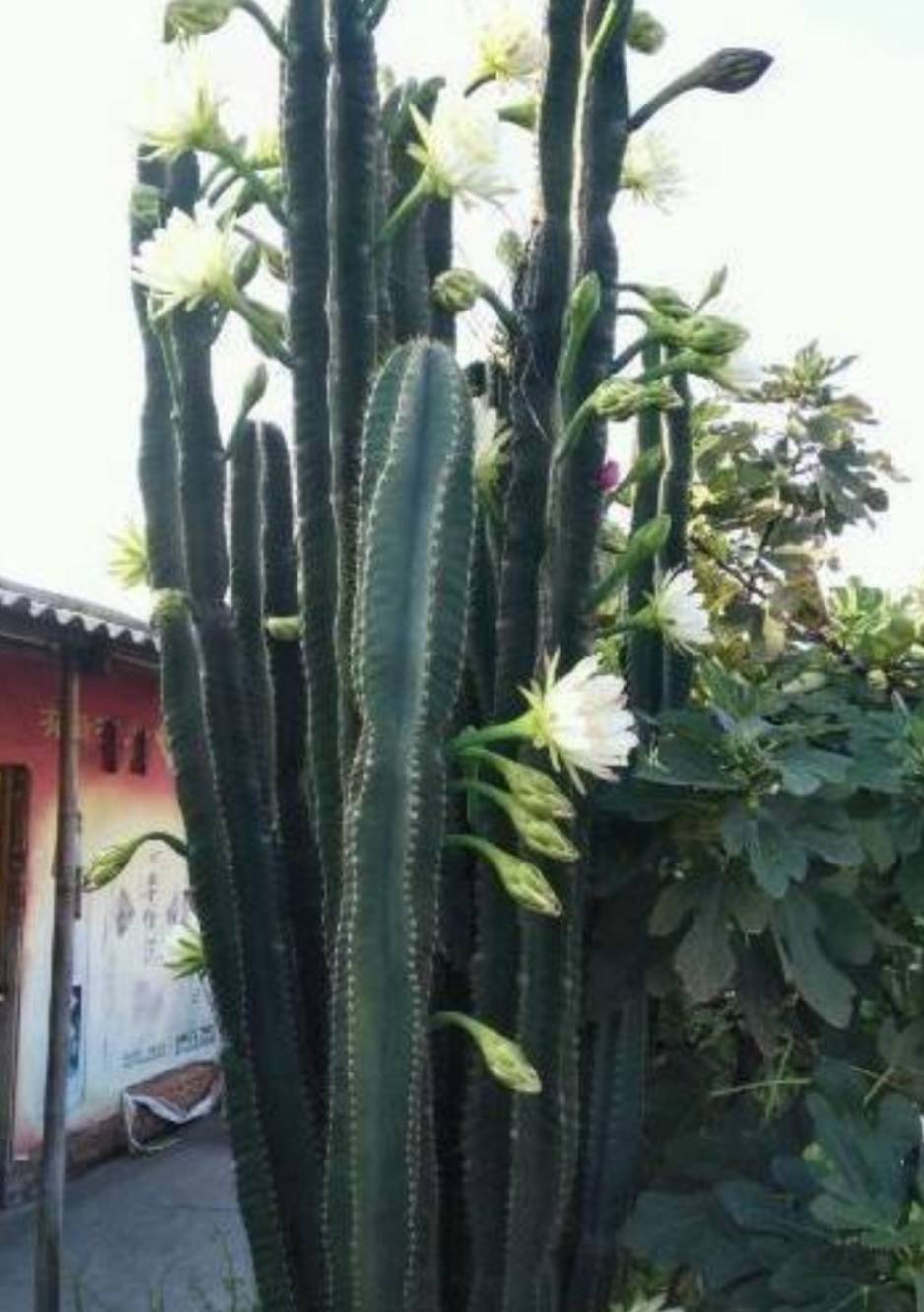 量天尺如何养得又粗又直,量天尺怎么养才能养得又肥又胖