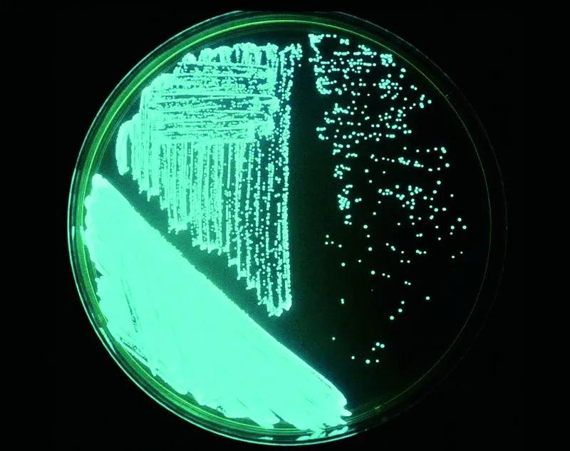 原来那片荧光海是真的存在的,荧光大海