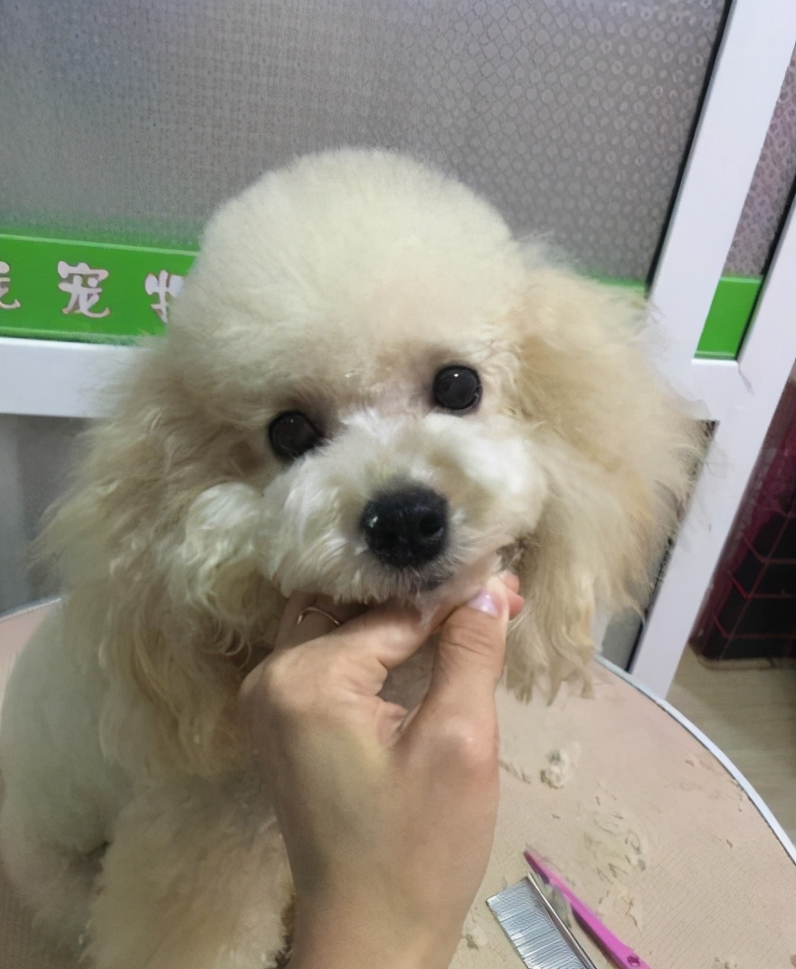 多种颜色香槟泰迪犬,泰迪犬什么颜色好看