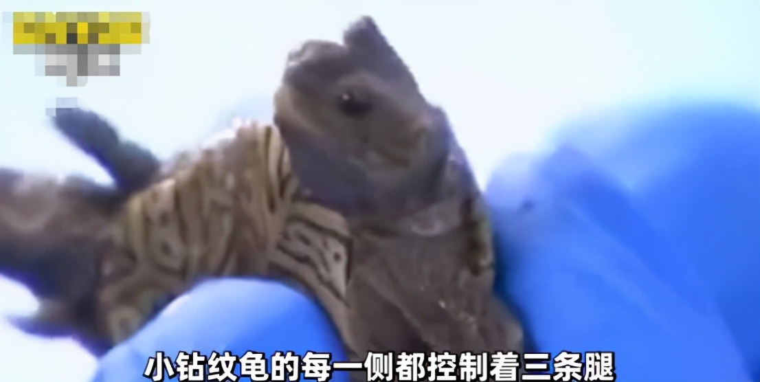 世界上真的有双头龟吗,双头乌龟是怎么出现的