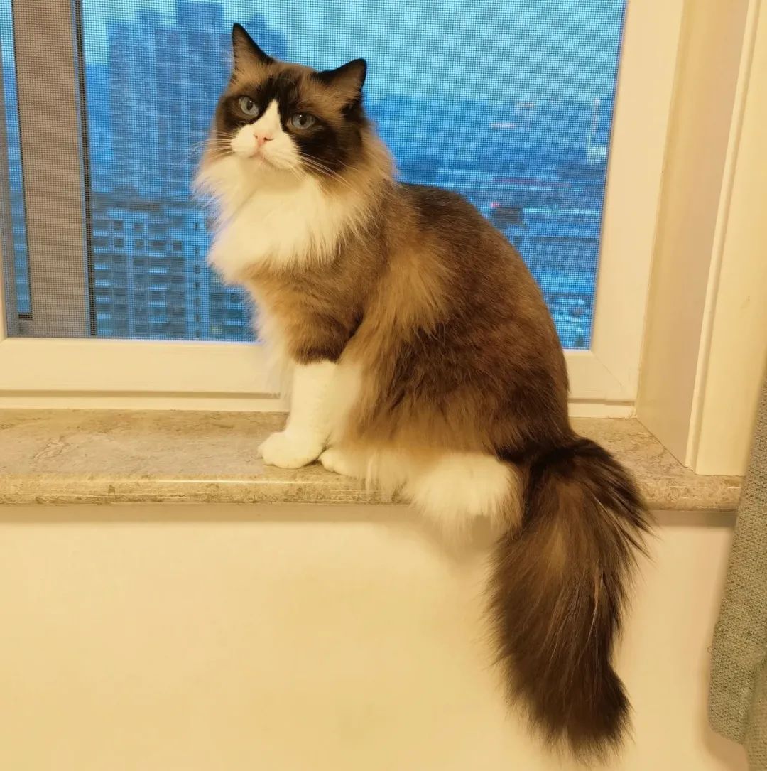 家里有两只猫想养一只狗,家里有只猫又来了一只狗怎么相处