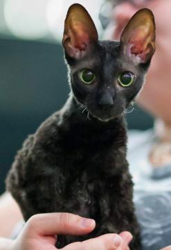 柯尼斯卷毛猫跟无毛猫哪个好,柯尼斯卷毛猫2000能买吗