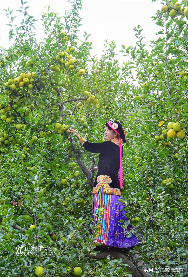 夜色成都串串爽，魅力小金苹果香#国庆中秋趣哪玩#