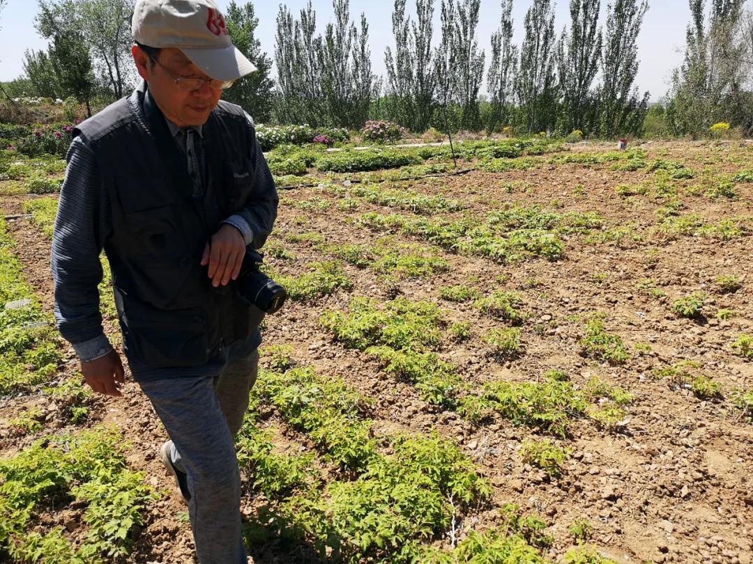 牡丹有哪些新品种,牡丹怎样培育新品种视频讲解