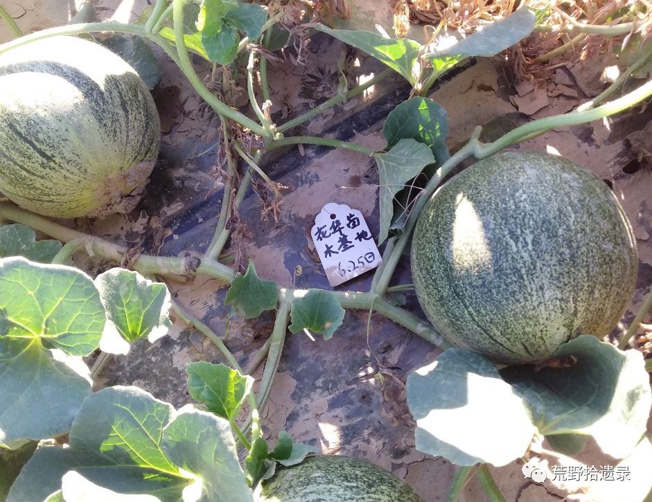 四川适合种植哈密瓜甜瓜品种,甜瓜种植技术新疆哈密瓜