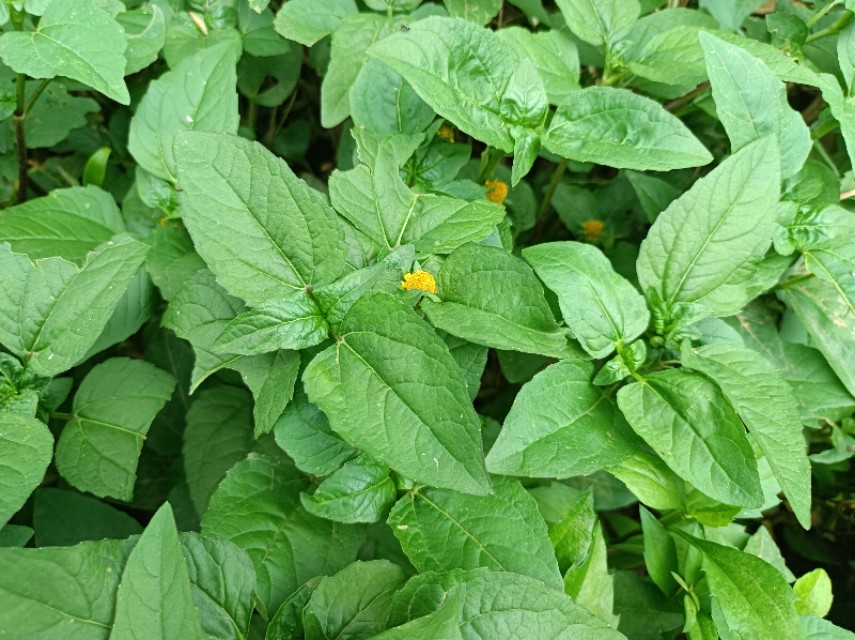 农村这几种野草是天然的解毒草,神仙草叶的作用