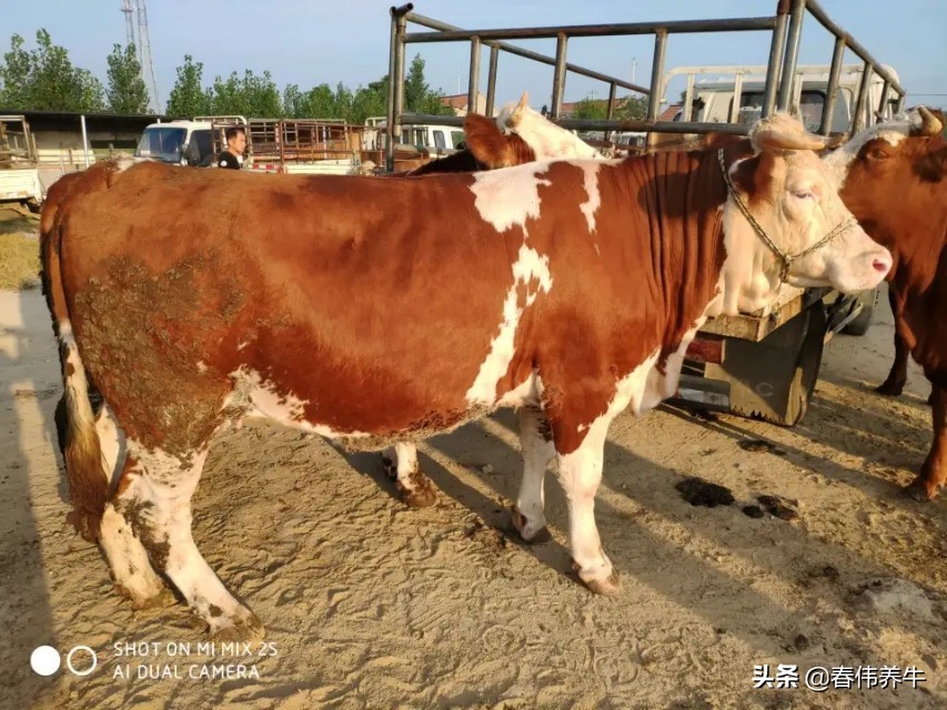 怎样判断母牛怀孕牛犊是公是母,母牛如何从眼睛判断怀孕