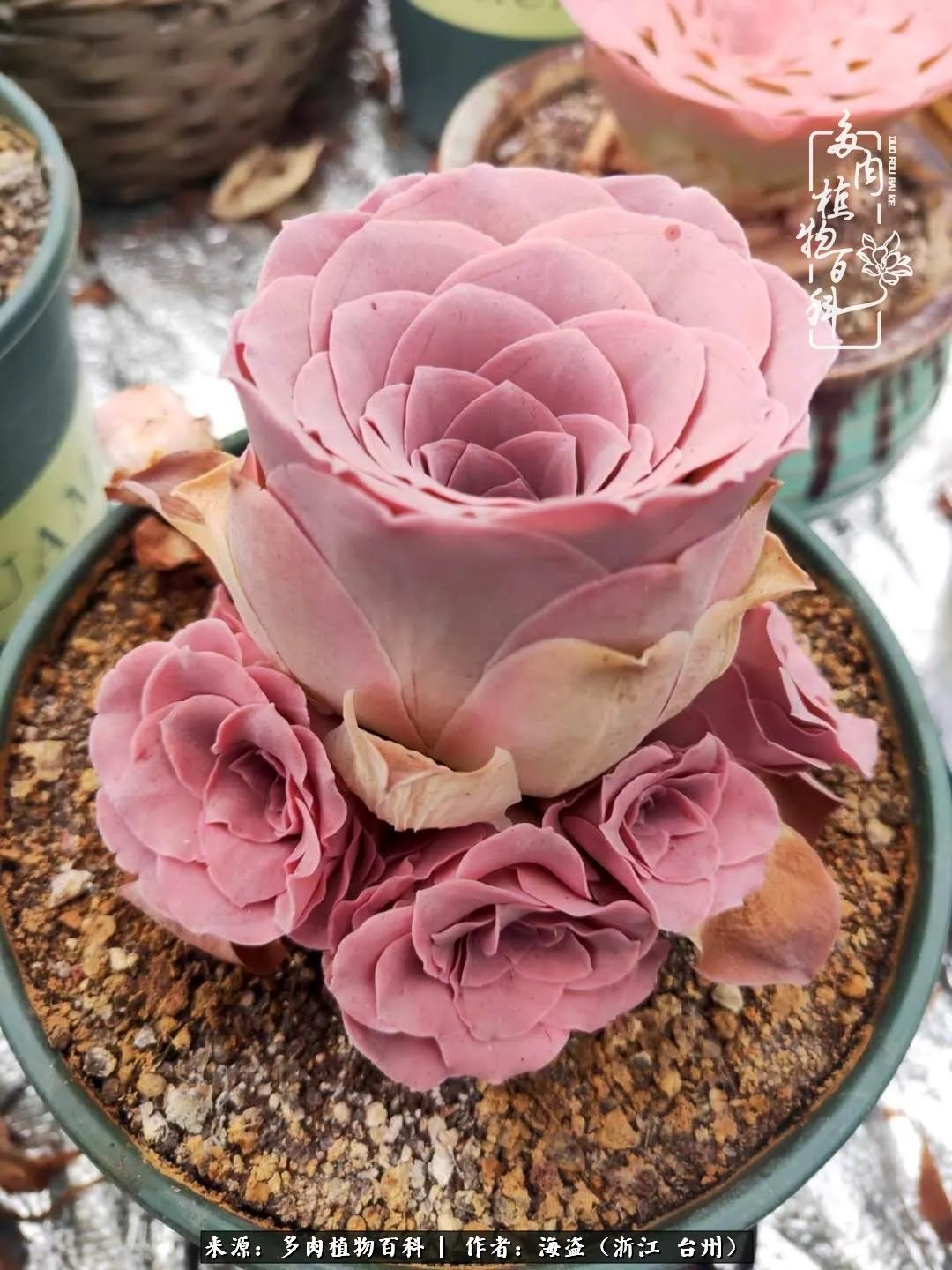 独爱玫瑰与法师！解密金老板和他的屋顶御花园