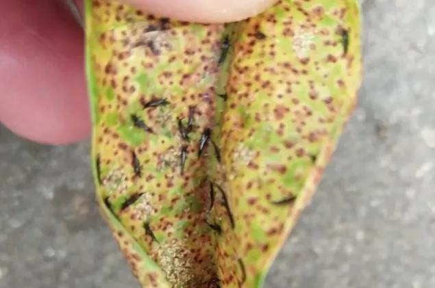 咬人很痒的小黑虫有哪些,小黑虫子咬了奇痒无比是什么虫