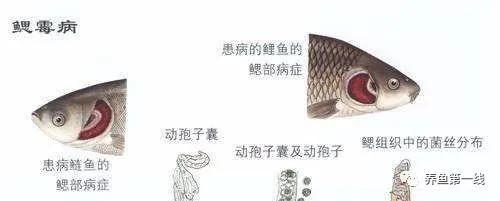 水产鱼鳃虫怎么治疗最好,鱼鳃霉病图片