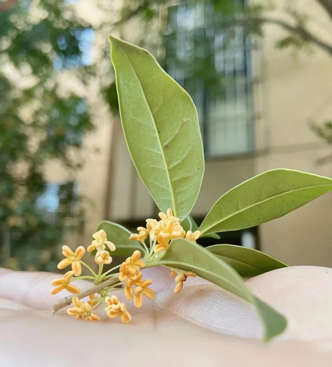 成都郫县桂花最好的地方,成都蒲江桂花观赏地