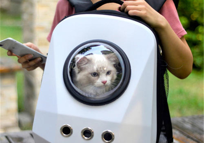 橘猫都逃不过的真香定律：铲屎官自制猫包，让猫咪爱上出门的感觉