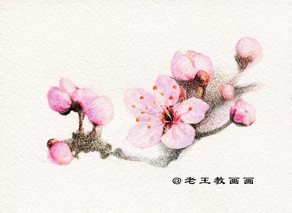 崔老师教你画桃花,你想画的花卉手稿都在这里