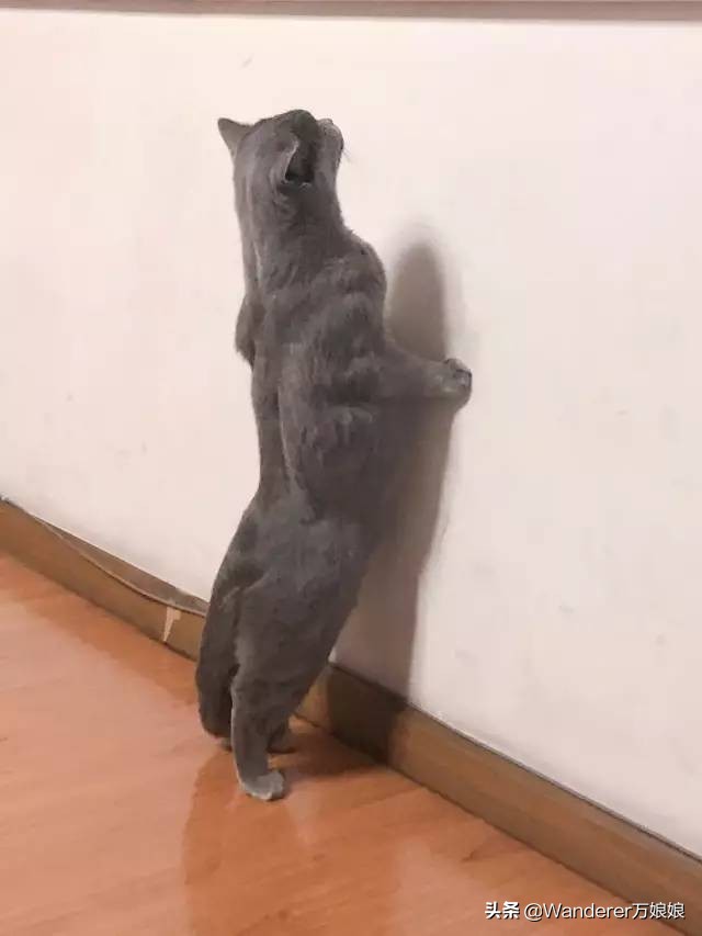 多亏这些宝藏网友，让我笑到免疫力增强