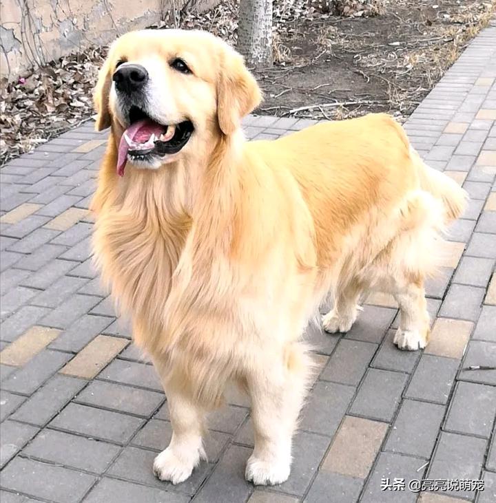 带金毛出去要栓绳吗,带金毛回家养