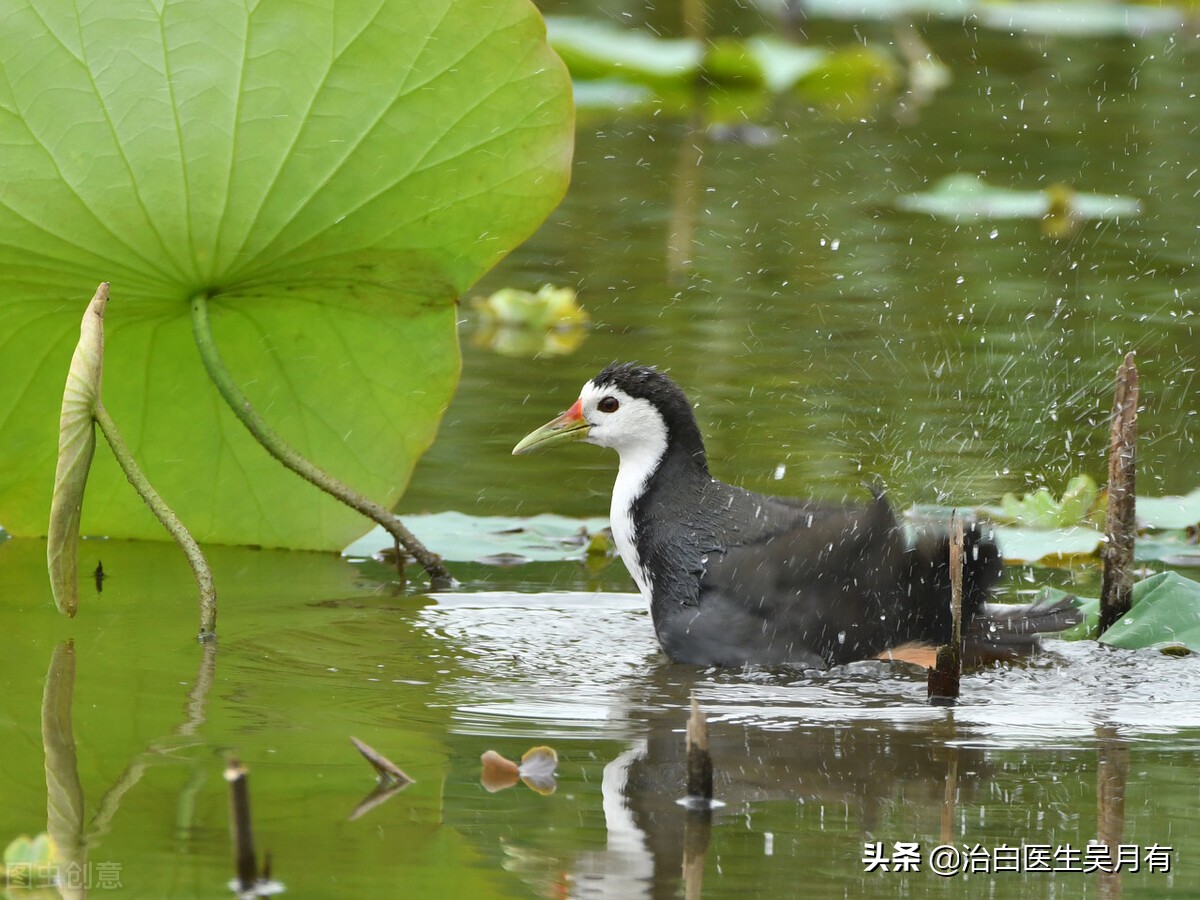 白癜风照一次308激光的费用是多少,白癜风用308激光治疗后怎么变白了