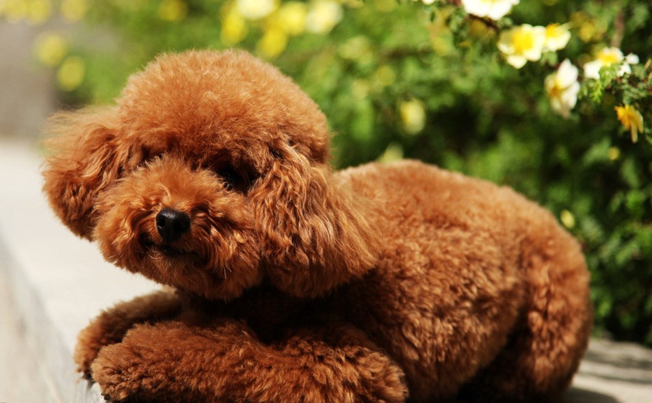 泰迪毛发怎么样打理才好看,泰迪的毛发怎样打理