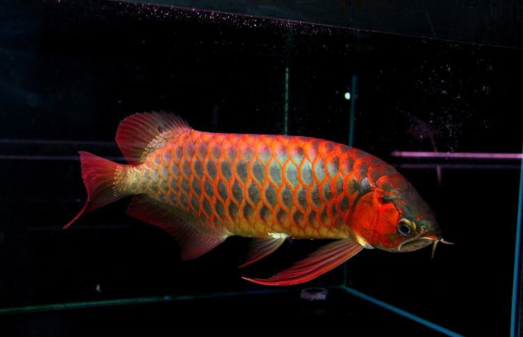 检测水质是智商税吗,龙鱼水质检测标准是多少