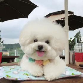 中国最受欢迎的10种狗,最受人喜爱的十种狗