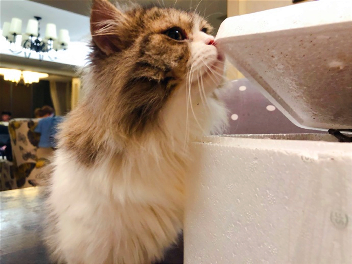 被猫抓伤确诊猫抓病,被猫咪抓了会得猫瘟吗