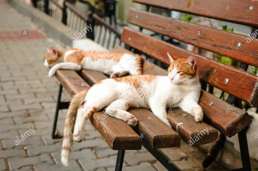 去土耳其当猫好吗,在土耳其做一只幸福的猫