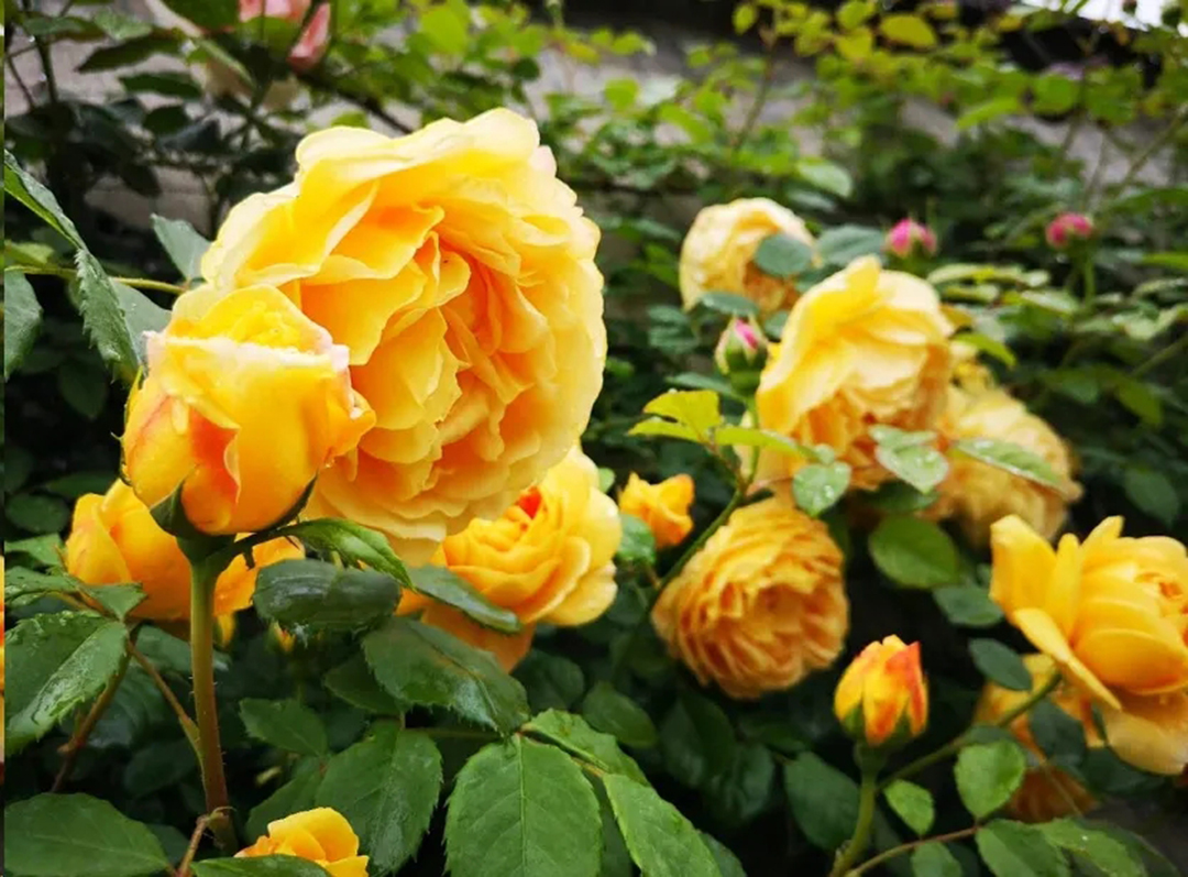 棒棒糖月季现在需要剪枝吗,种植棒棒糖