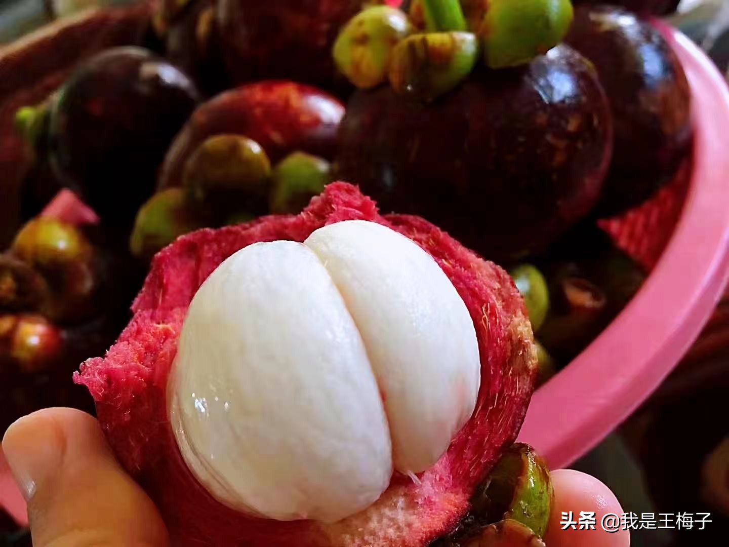 山竹一棵能结果吗,山竹一棵树产量大为什么这么贵