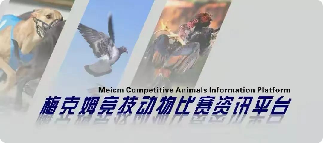 幼鸽下窝后喂几成饱,青年鸽怎么喂发育快