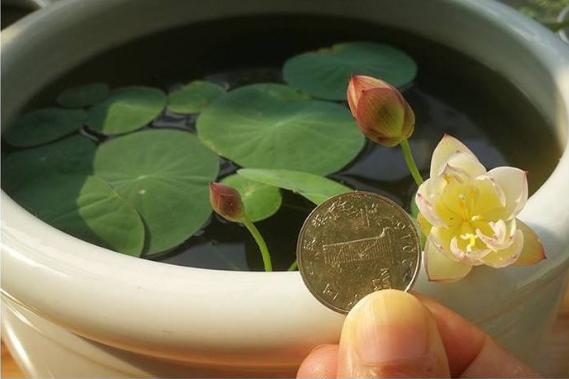 微型丰花碗莲有什么品种,微型碗莲适合种什么花