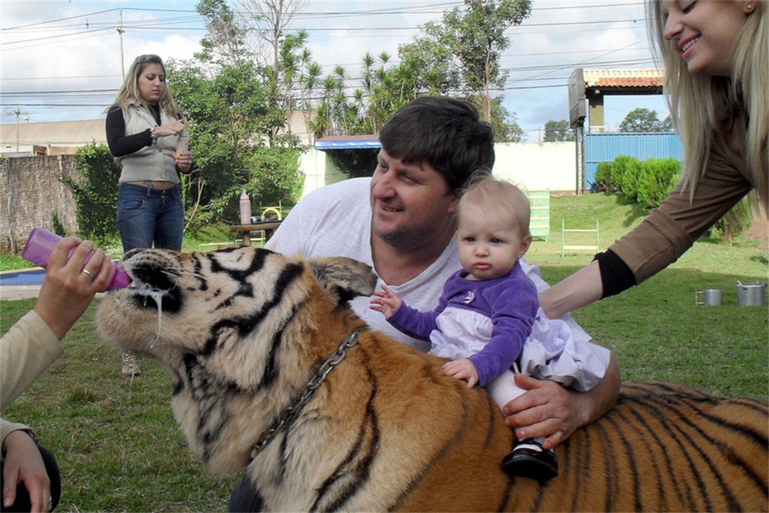 任何猫后颈被抓住猫都无法动弹吗,抓猫的后颈为什么猫不反抗