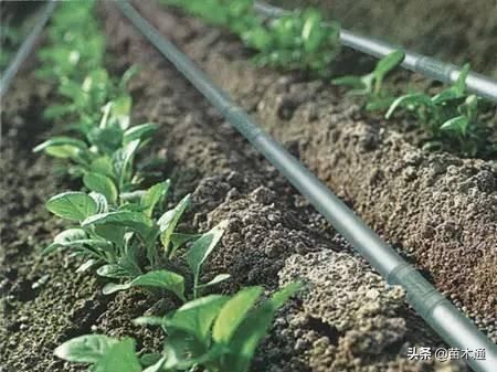 园林绿化苗木栽植为什么不易存活,苗木存活十大绝招