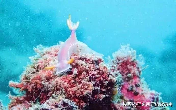 建议在哪里拿潜水证,如何免费学习潜水证