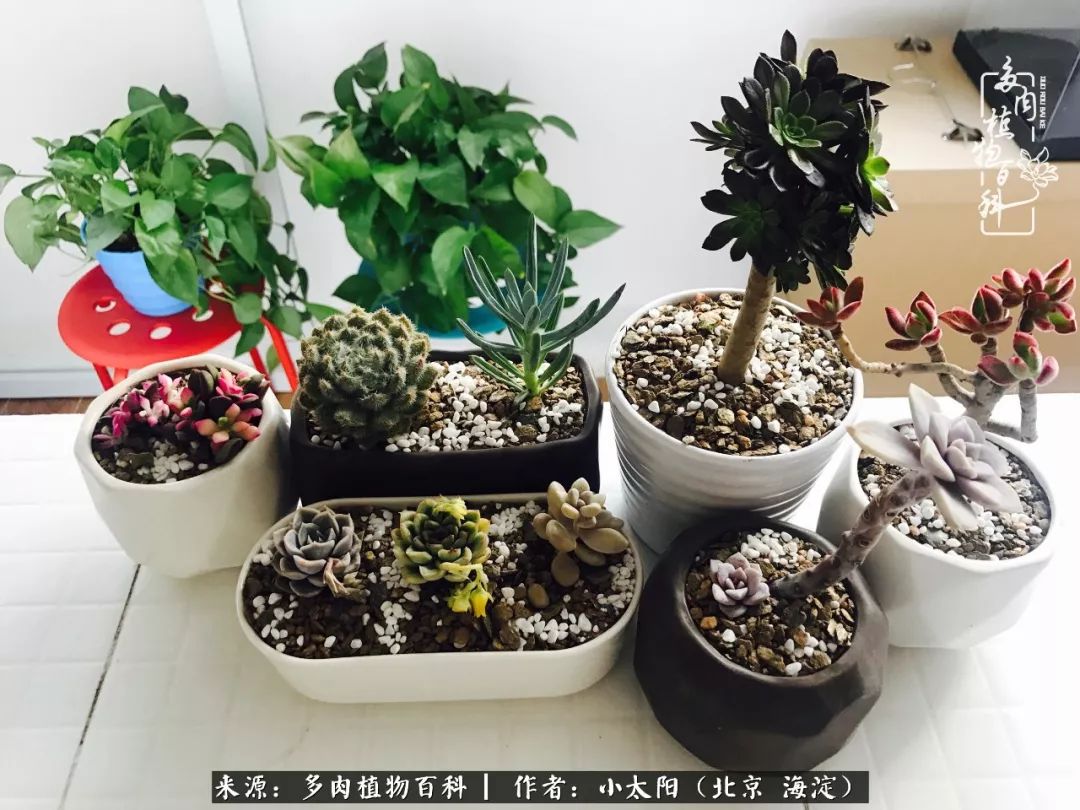 来自多肉的顽强生命力,与多肉朝夕相伴的美好时光