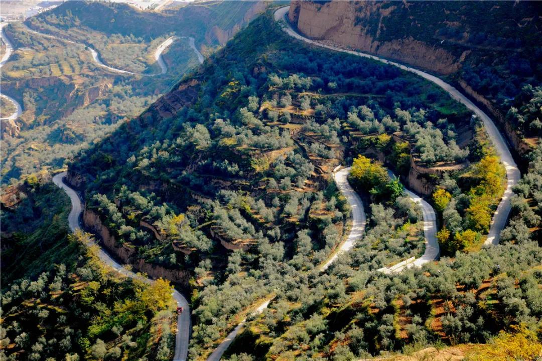 中国国际金奖橄榄油,中国橄榄油获奖