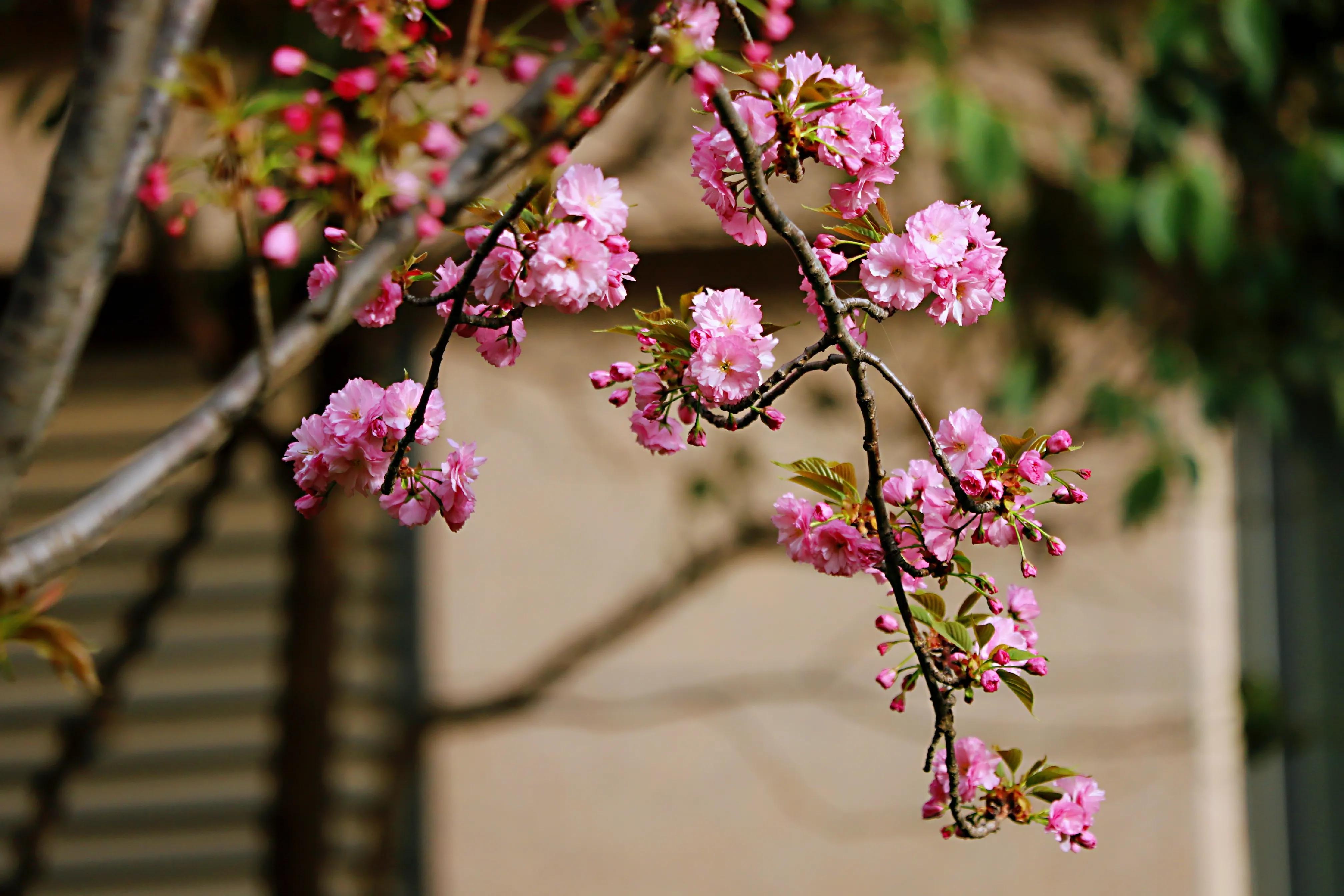 骏景花园116平米,骏景花园小区效果图